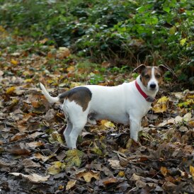 Jack Russell
