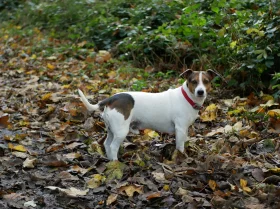 Jack Russell