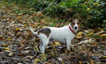 Jack Russell