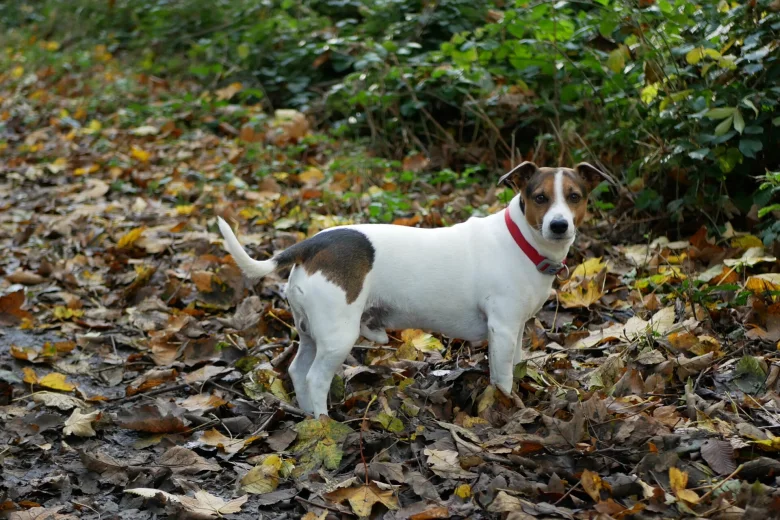 Jack Russell