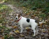 Jack Russell