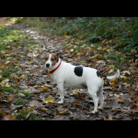 Jack Russell