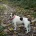 Jack Russell