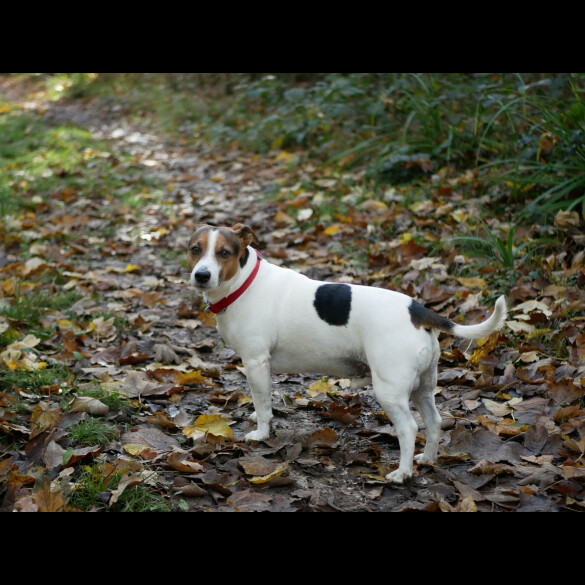 Jack Russell