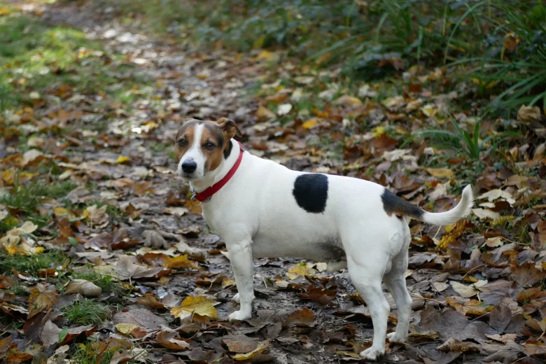 Jack Russell