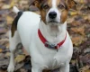 Jack Russell
