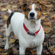 Jack Russell