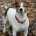 Jack Russell