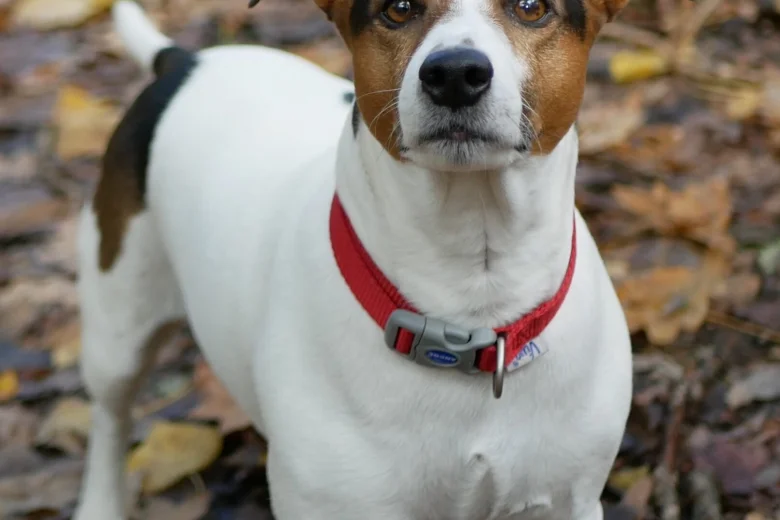 Jack Russell