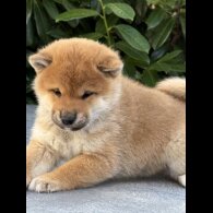 Japanese Shiba Inu