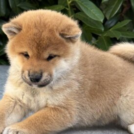 Japanese Shiba Inu