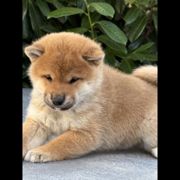 Japanese Shiba Inu