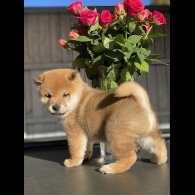 Japanese Shiba Inu
