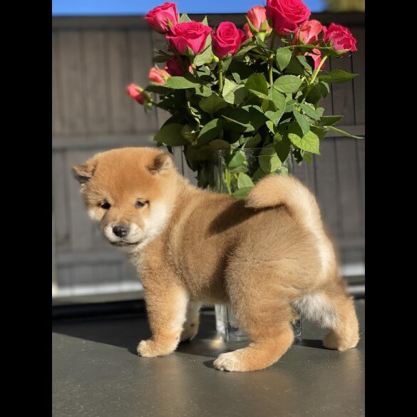 Japanese Shiba Inu