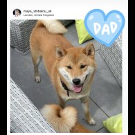 Japanese Shiba Inu