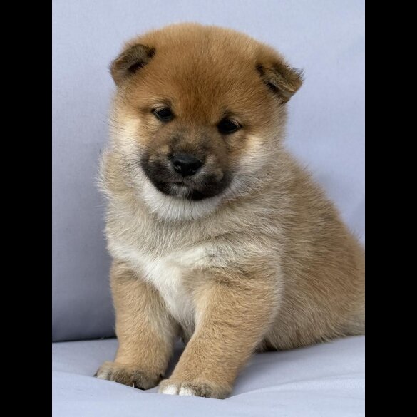 Japanese Shiba Inu