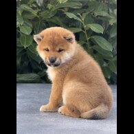 Japanese Shiba Inu