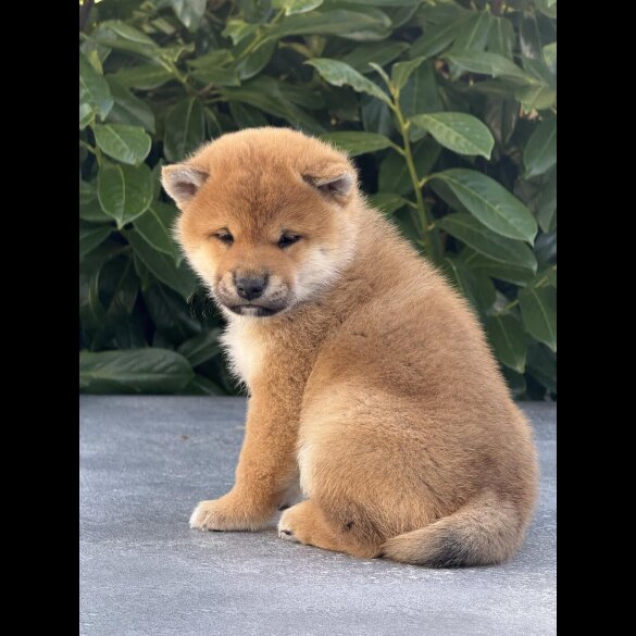 Japanese Shiba Inu