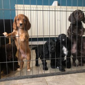 Working Cocker Spaniel