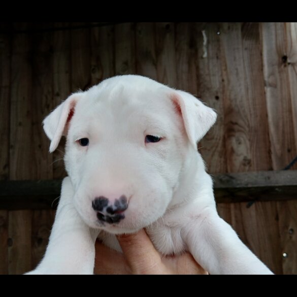 Bull Terrier