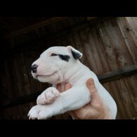 Bull Terrier