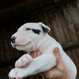Bull Terrier