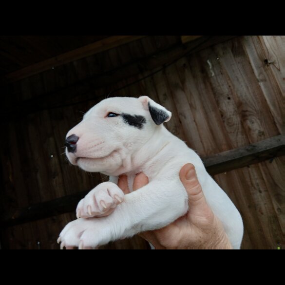 Bull Terrier