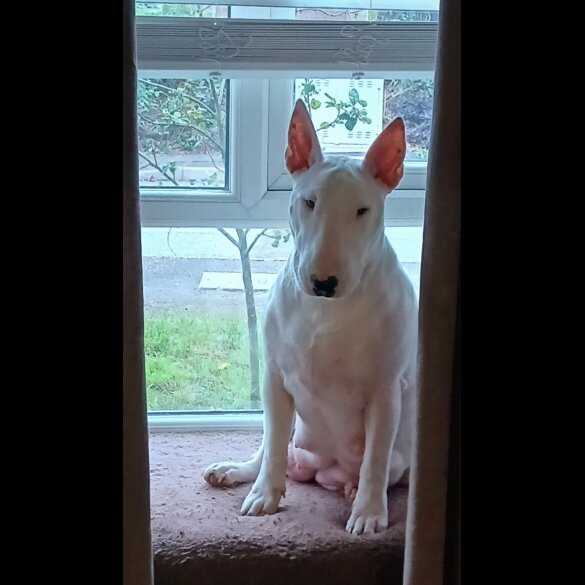 Bull Terrier
