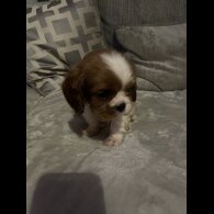 Cavalier King Charles Spaniel