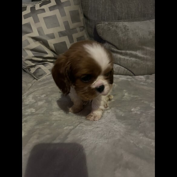 Cavalier King Charles Spaniel
