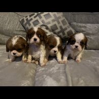 Cavalier King Charles Spaniel