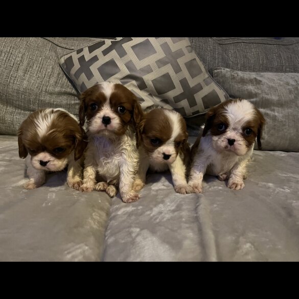 Cavalier King Charles Spaniel