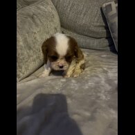 Cavalier King Charles Spaniel