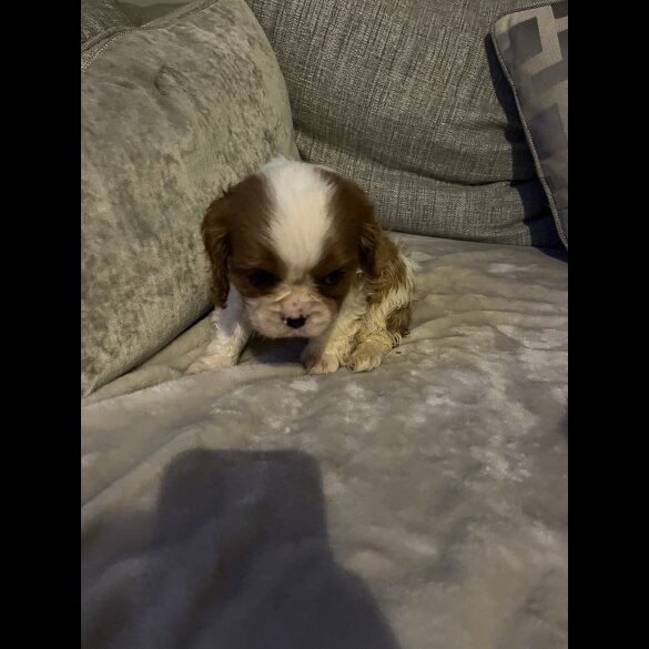Cavalier King Charles Spaniel