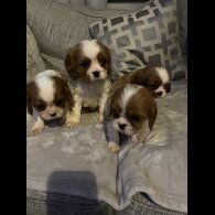 Cavalier King Charles Spaniel