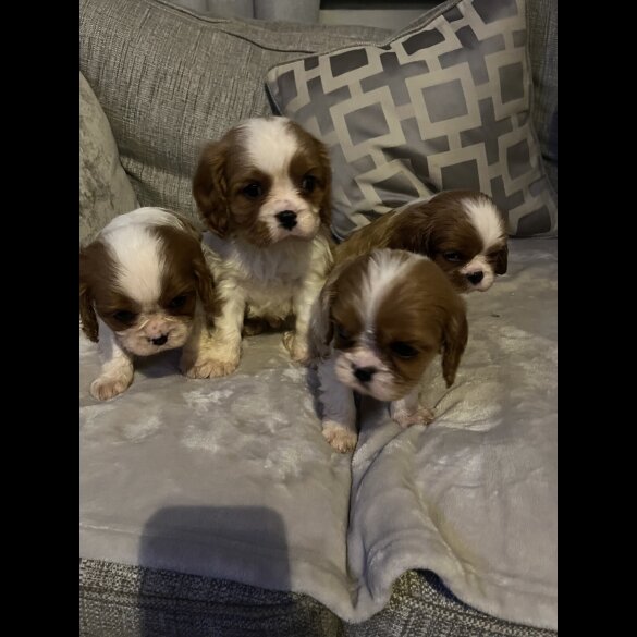 Cavalier King Charles Spaniel