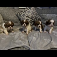 Cavalier King Charles Spaniel