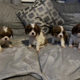 Cavalier King Charles Spaniel