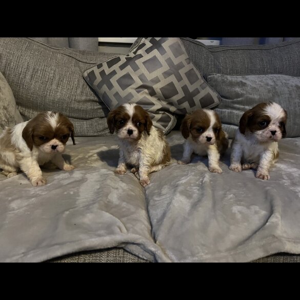 Cavalier King Charles Spaniel