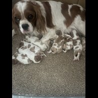 Cavalier King Charles Spaniel