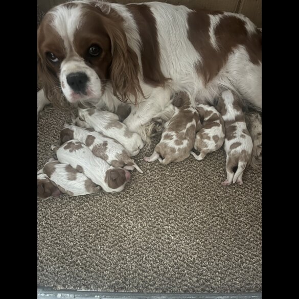 Cavalier King Charles Spaniel