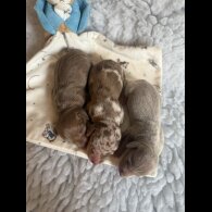 Dachshund (Miniature Smooth Haired)