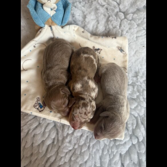 Dachshund (Miniature Smooth Haired)