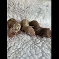 Dachshund (Miniature Smooth Haired)