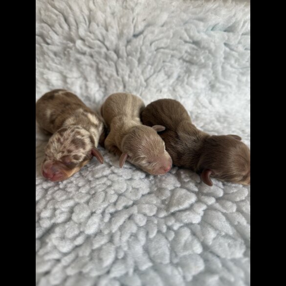 Dachshund (Miniature Smooth Haired)