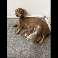 Dachshund (Miniature Smooth Haired)