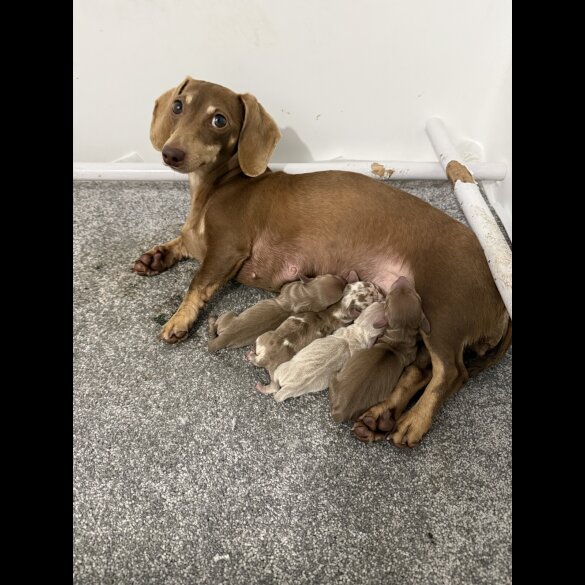 Dachshund (Miniature Smooth Haired)