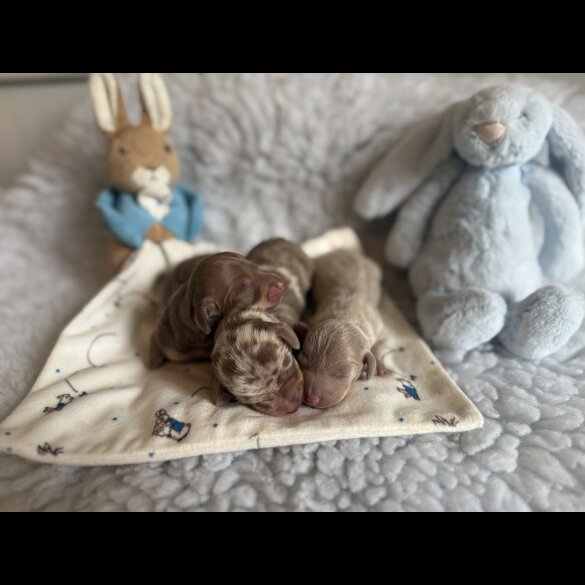 Dachshund (Miniature Smooth Haired)