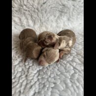 Dachshund (Miniature Smooth Haired)