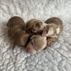 Dachshund (Miniature Smooth Haired)